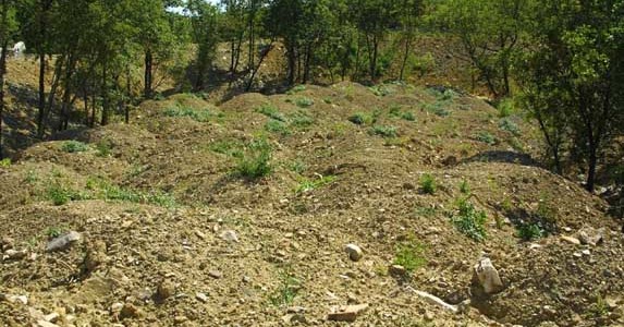 THOSE POLLUTED VINEYARDS ON THE KARST