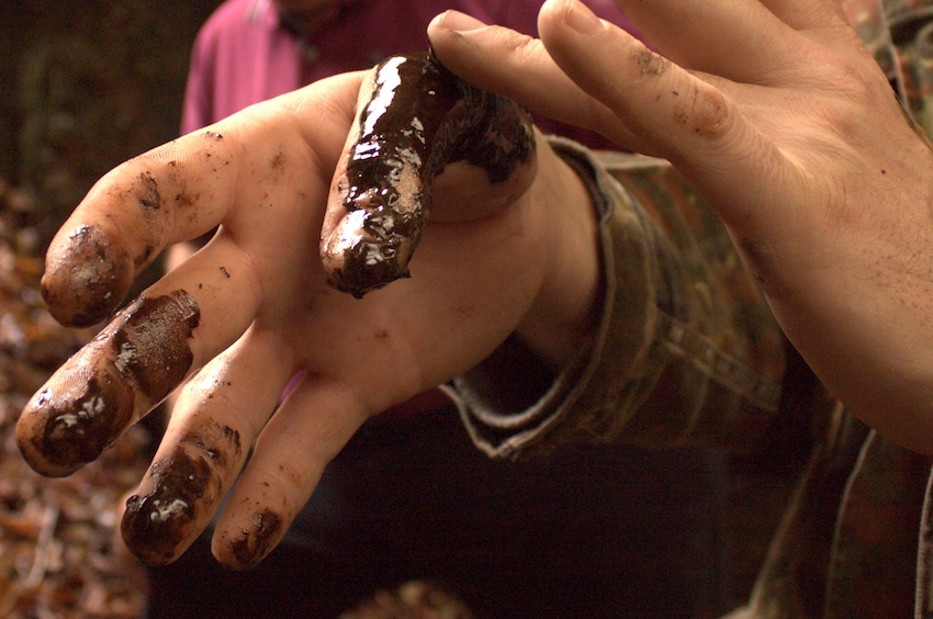 POISON AS GIFT: POLLUTION, POLITICAL CORRUPTION, AND MAFIAS